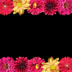 Obraz premium Beautiful floral backdrop of dahlias, chrysanthemums and tsiny 