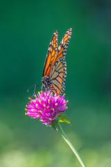 monarch butterfly, Danaus plexippus
