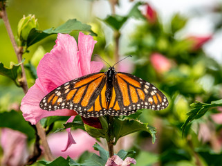 monarch butterfly, Danaus plexippus