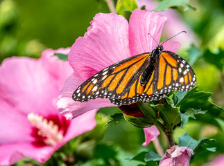 monarch butterfly, Danaus plexippus