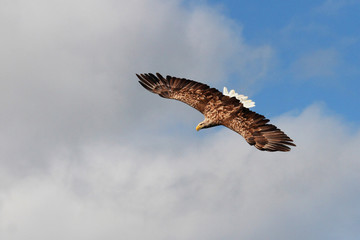 Eagle flying high in the sky 