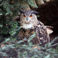 Eurasian eagle-owl at nature, close up view
