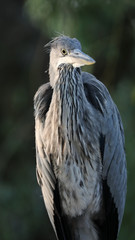 Grey Heron perching on blurred background