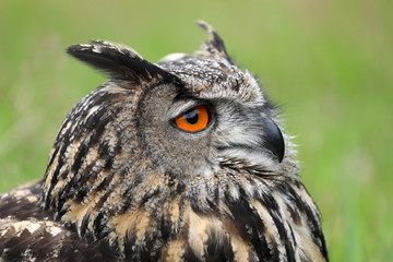 Eurasian Eagle Owl