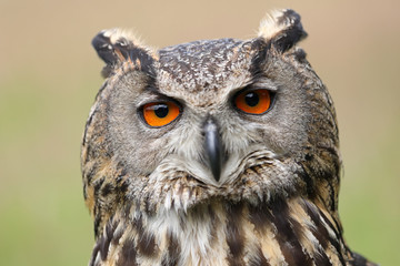 Eurasian Eagle Owl