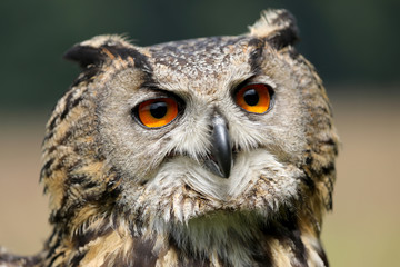 Eurasian Eagle Owl
