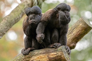 Black bearded saki monkeys in natural habitat