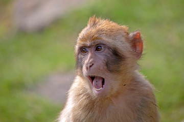 Close up shot of monkey with open mouth