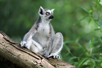 Ring Tailed Lemur © Edwin Butter
