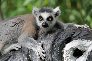 Ring Tailed Lemur