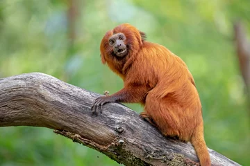  Golden lion tamarin monkey climbing on tree © Edwin Butter