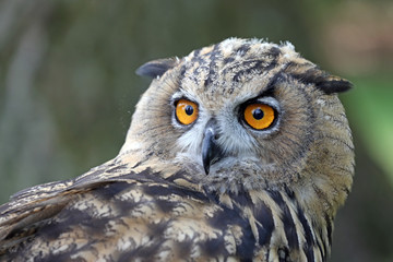 Eurasian Eagle Owl