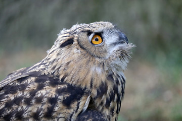 Eurasian Eagle Owl