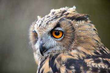 Obraz premium Eurasian Eagle Owl