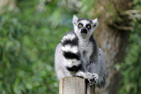 Ring Tailed Lemur