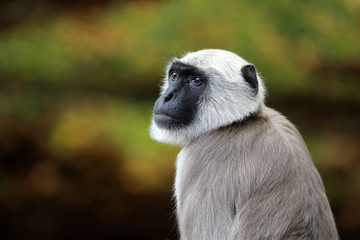 Hanuman langur portrait