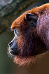 Red howler monkey