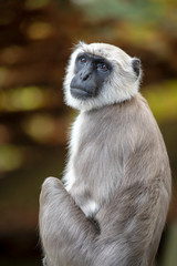 Hanuman langur portrait