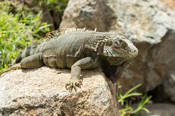 iguana on rock