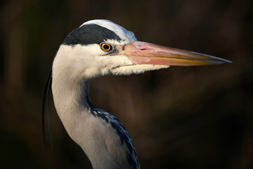 Grey Heron bird in natural habitat
