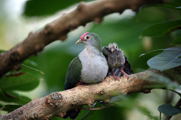 Beautiful fruit dove birds perching on branch