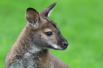 red-necked wallaby or Bennett's wallaby (Macropus rufogriseus), medium-sized macropod marsupial - obrazy, fototapety, plakaty