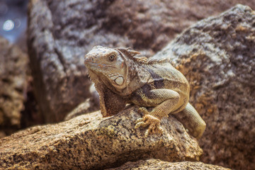 lizard on a rock