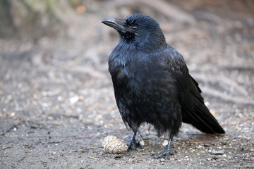 Fototapeta premium close-up of crow perching on ground and looking away