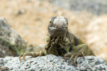 iguana on rock