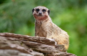 Fototapeta premium Close up of Meerkat sitting on the tree