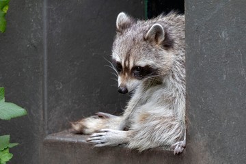 Cute raccoon resting on building part outdoors