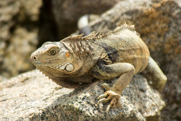 Iguana