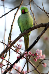 Rose-ringed parakeet sitting on blooming tree