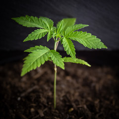 Cannabis Plant Up Close Vegetative Stage In Soil