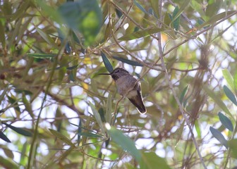 Male Anna's hummingbird in olive tree