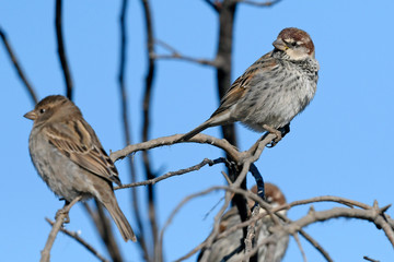 Weidensperling (Passer hispaniolensis) - Spanish sparrow
