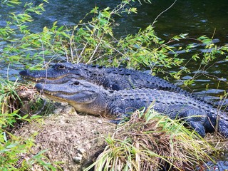 Two crocodiles laying on a rock, Florida Everglades. 