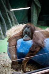 Orangutan on tank © Maksim Komlyaga