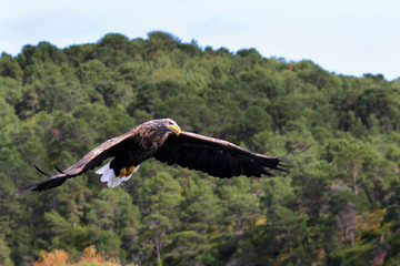 Eagle eye, now you know why 