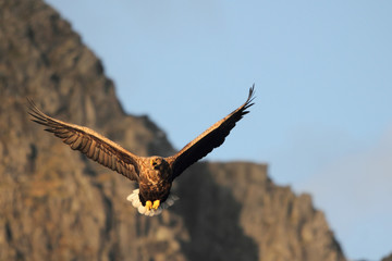 eagle enlighted by last november's sun in a Loften's fiord 