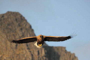 Eagle on november's sun 