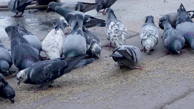 Pegions having Lunch