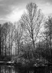 Obraz premium trees and lake in winter