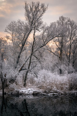 trees and lake in winter