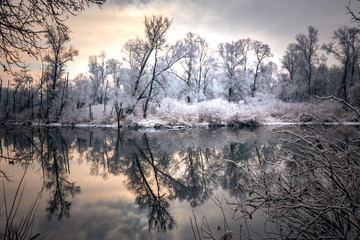 Fototapeta premium trees and lake in winter