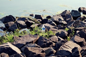throw away Plastic water bottle washed up on rocks around pond