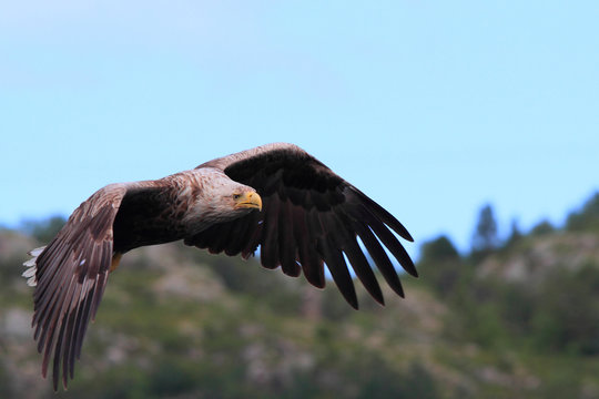 Sea Eagle of Lofoten 
