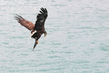 Fototapeta na wymiar Sea eagle checking the prey 
