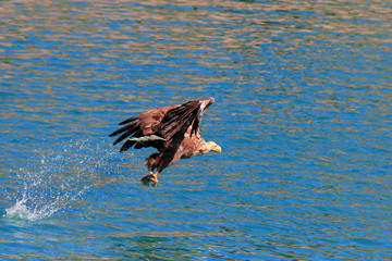 Take off with fish from Lofoten's turquoise sea 