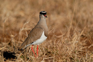 Crowned plover, Kruger National Park, South Africa